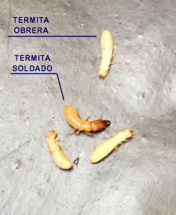 Termitas en edificios