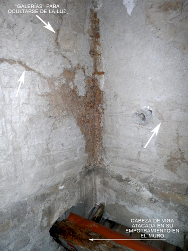 Termitas en construcci&oacute;n